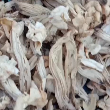 双耳蘑，学明马鞍菌，干品，野生菌