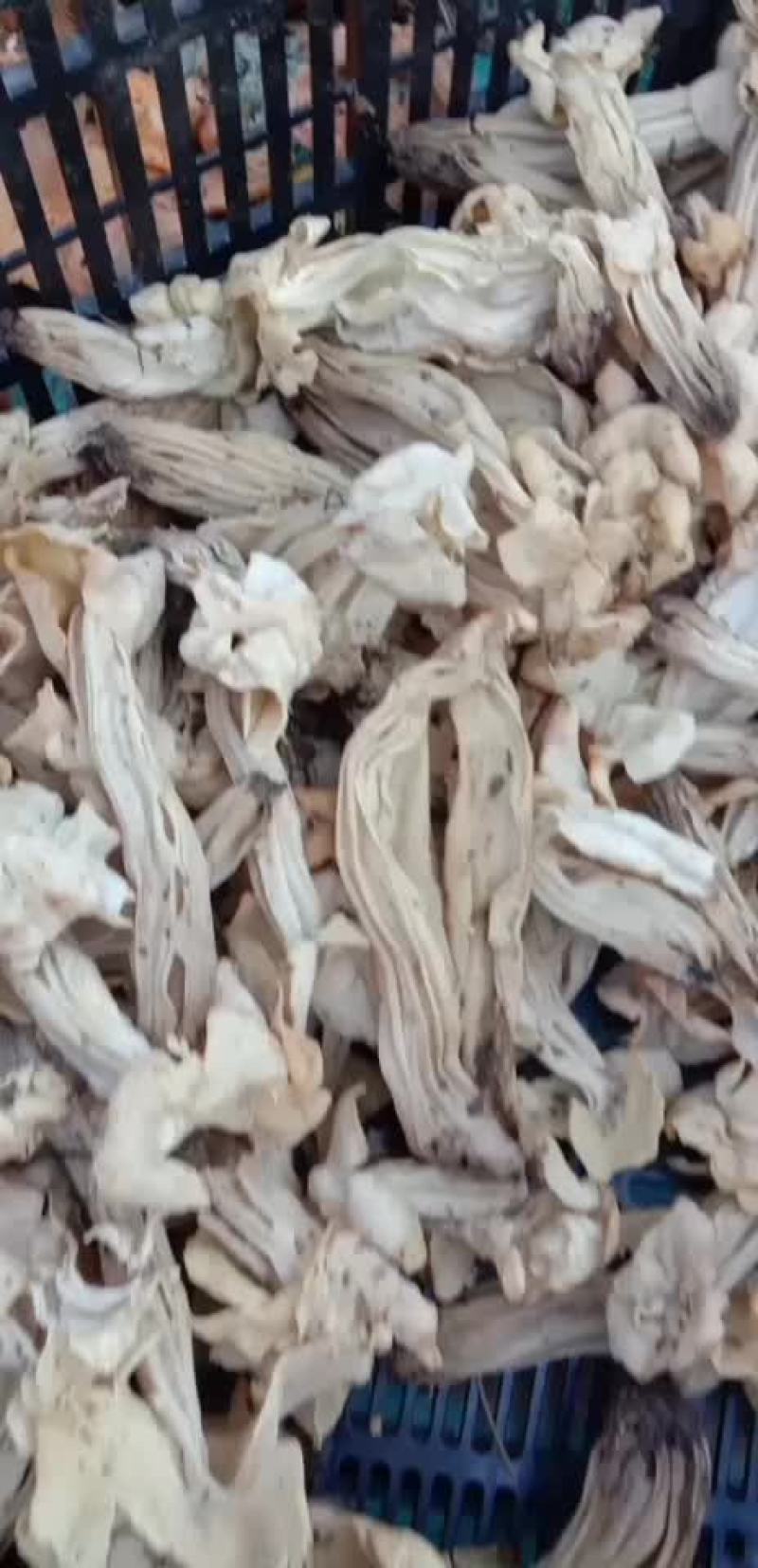 双耳蘑，学明马鞍菌，干品，野生菌
