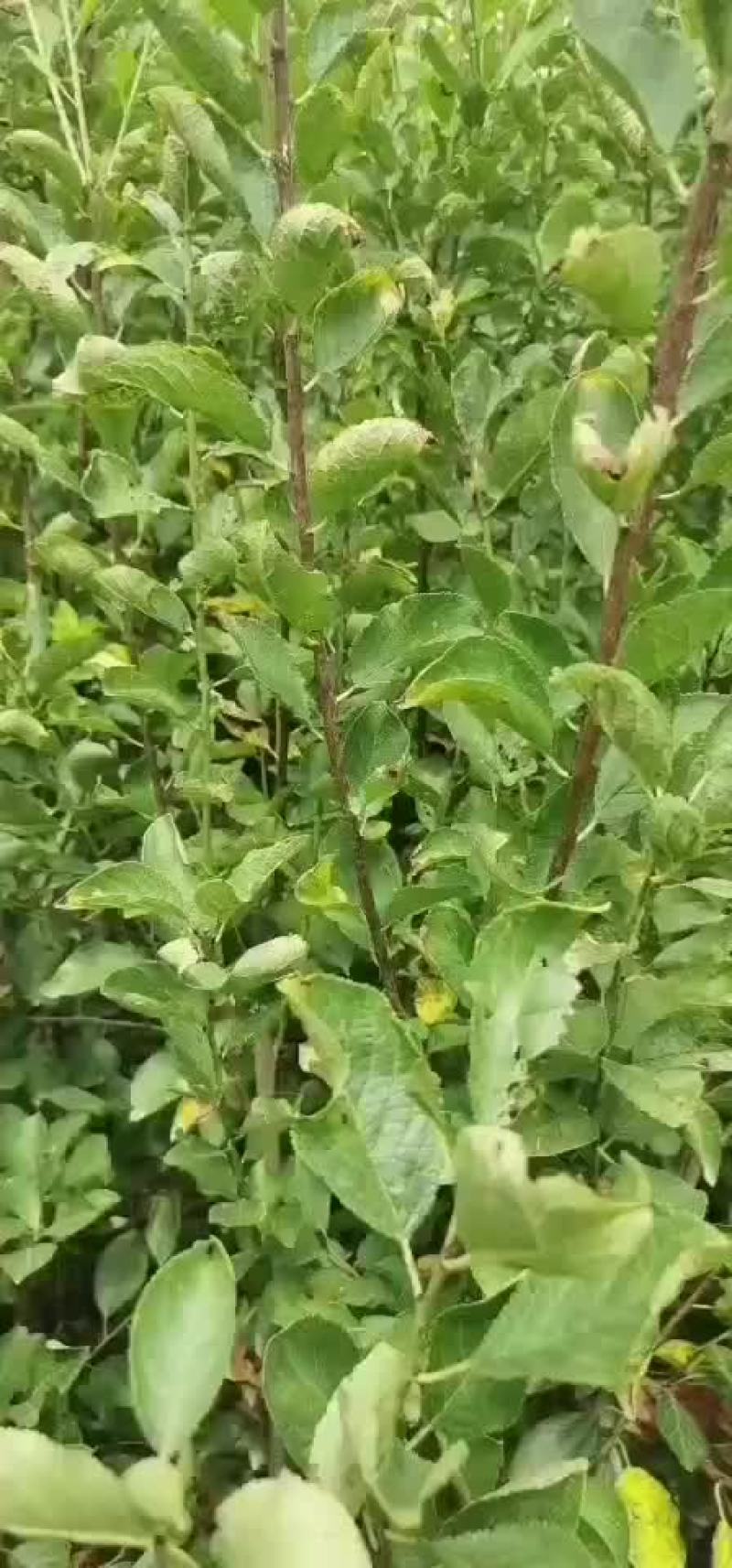 法兰西西梅嫁接成品苗