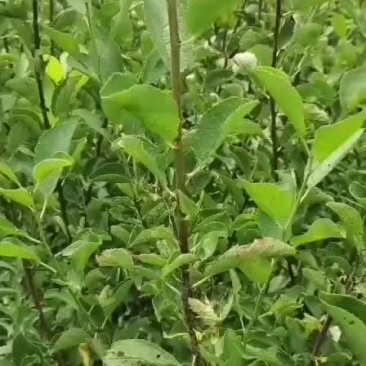 法兰西西梅嫁接成品苗