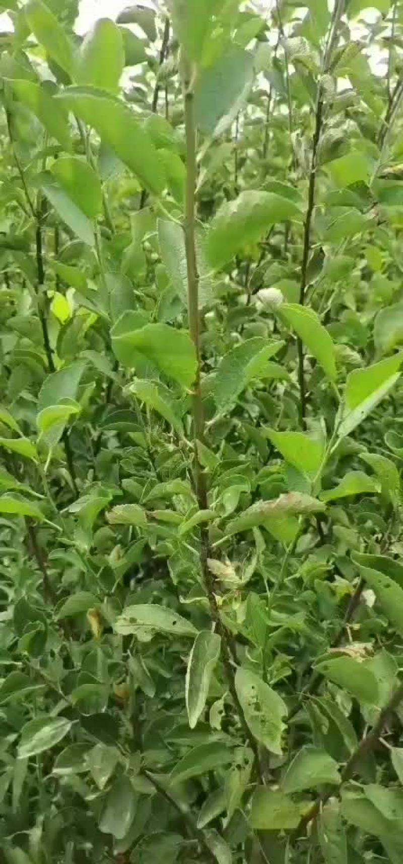 法兰西西梅嫁接成品苗