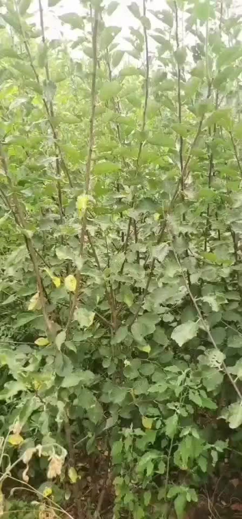 法兰西西梅嫁接成品苗