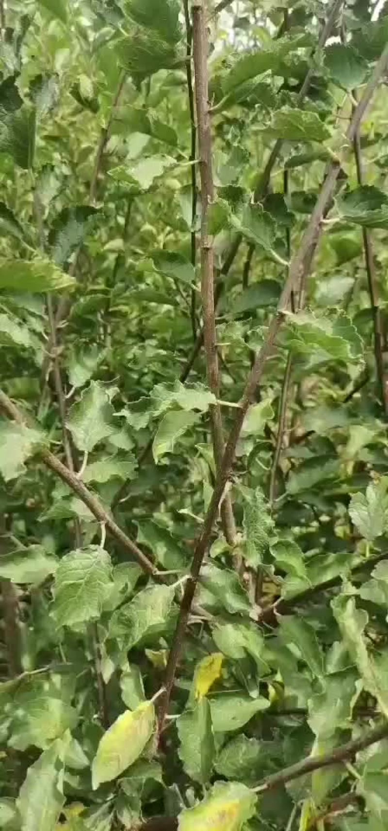 法兰西西梅嫁接成品苗