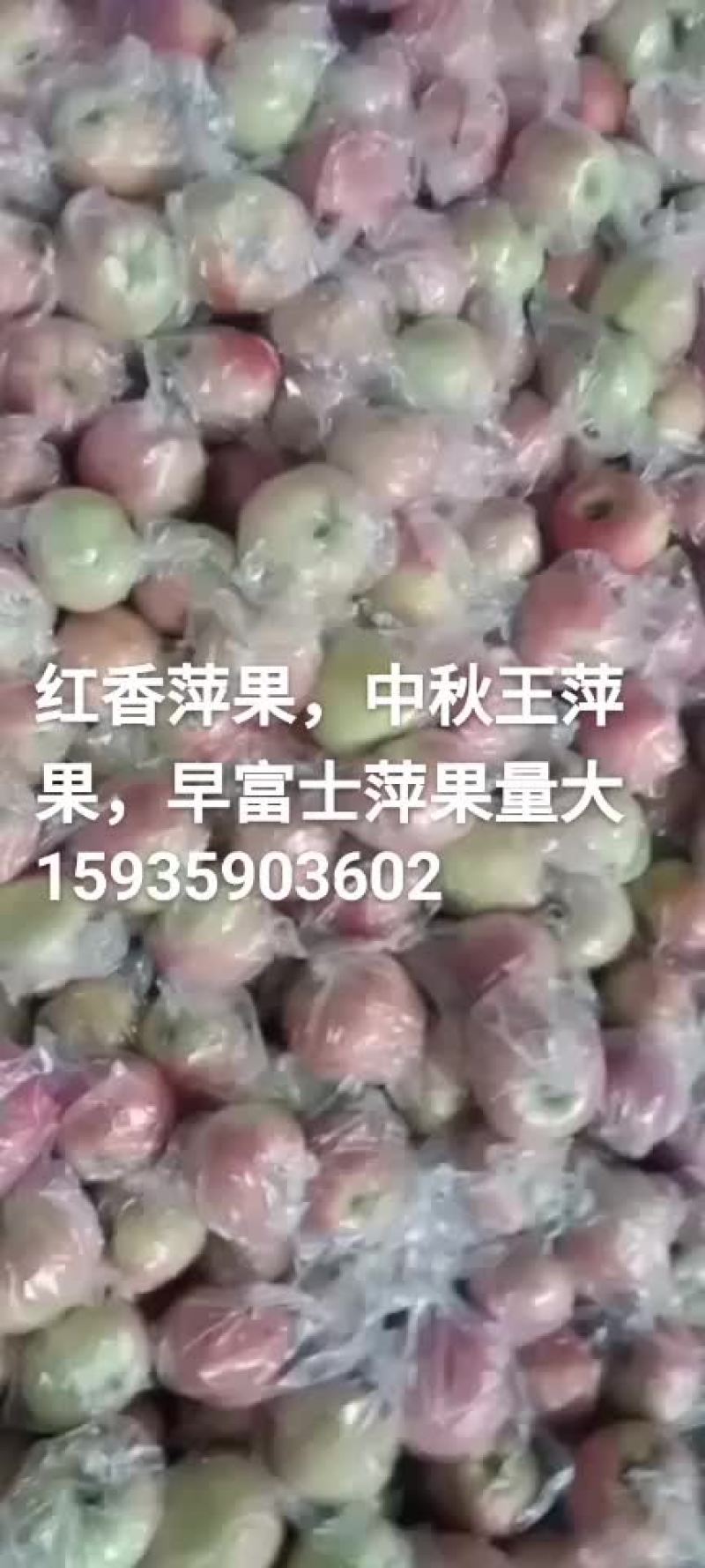 萍果