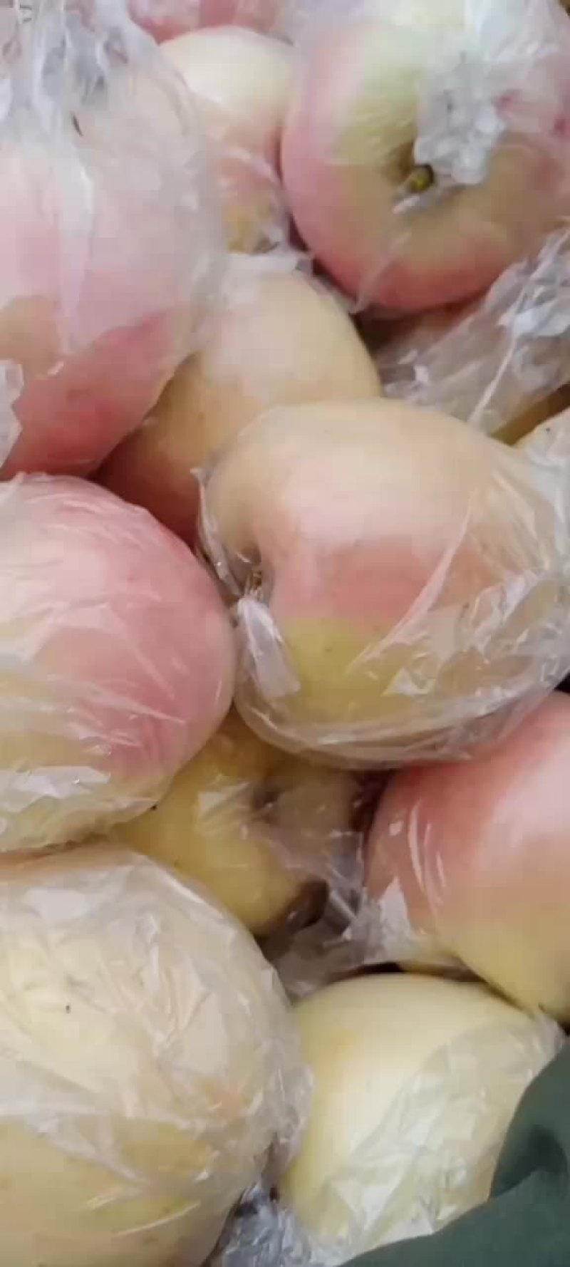萍果