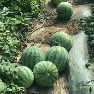 正宗麒麟西瓜8424