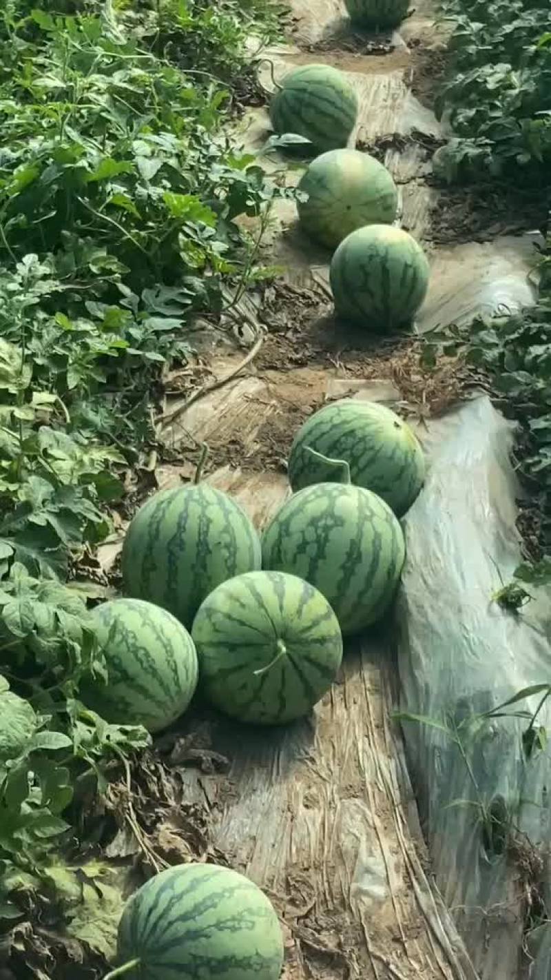 正宗麒麟西瓜8424