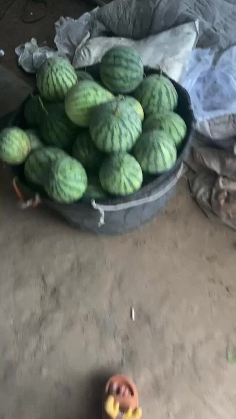 正宗麒麟西瓜8424
