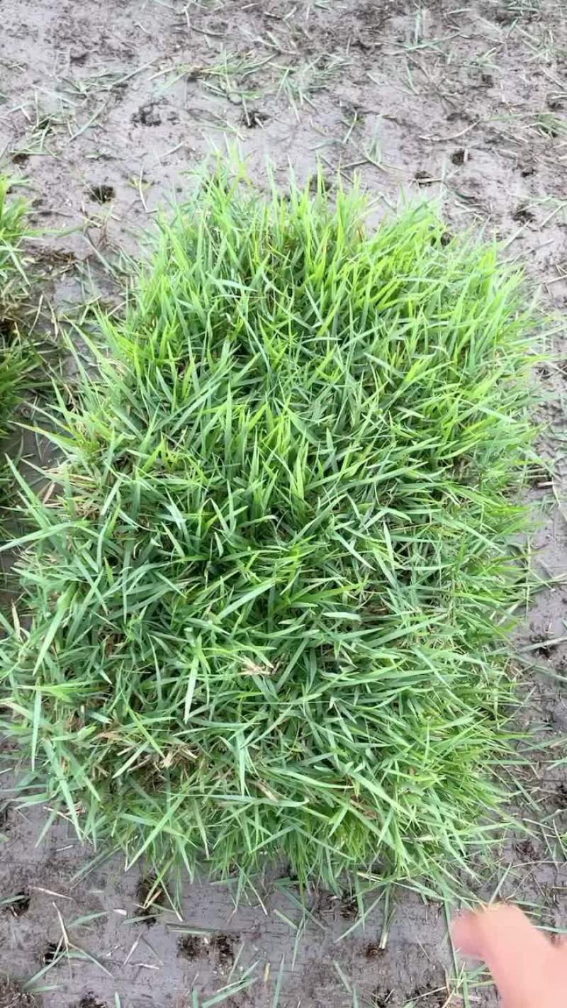 中华结缕草，马尼拉，草卷，四季青，混播黑麦草，百.菱自产自销