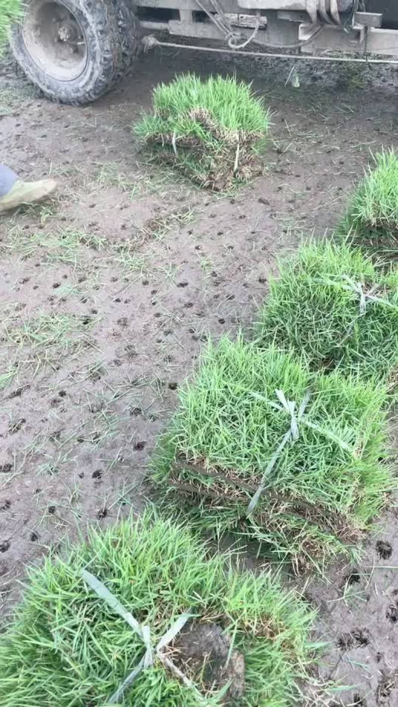 中华结缕草，马尼拉，草卷，四季青，混播黑麦草，百.菱自产自销