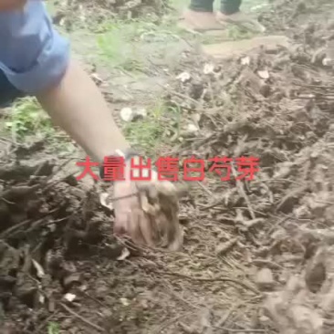 白芍芽