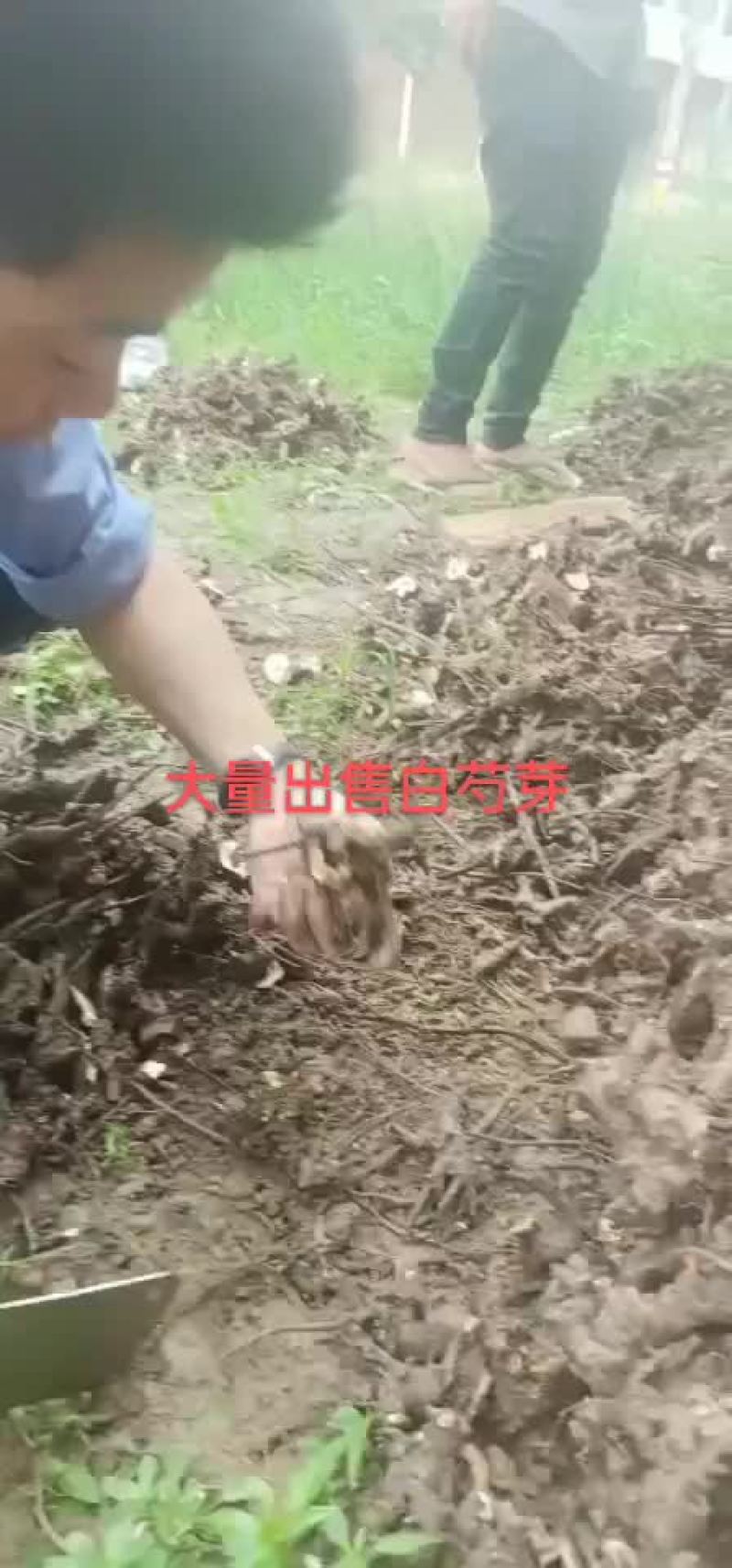 白芍芽