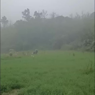 放养水牛大量出售