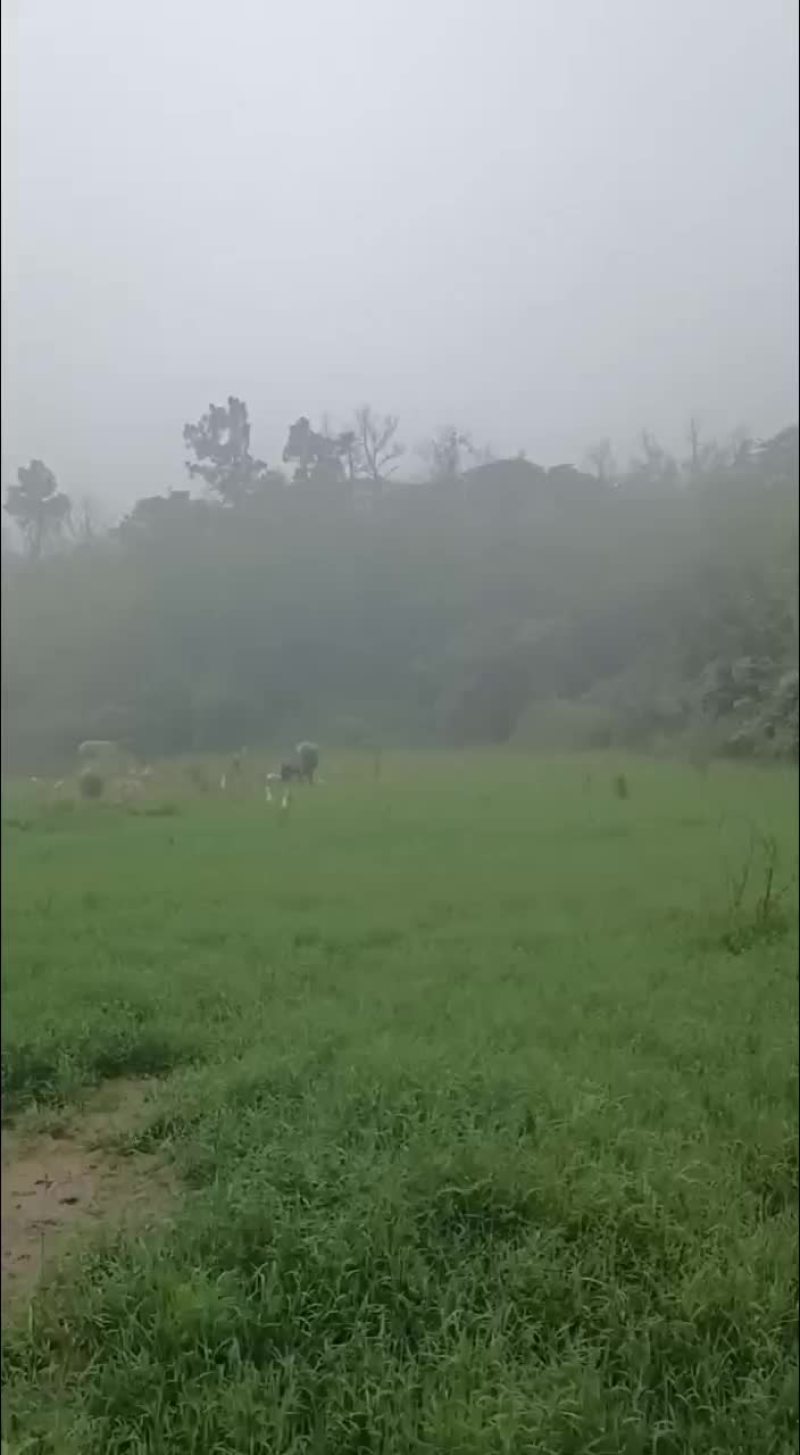 放养水牛大量出售