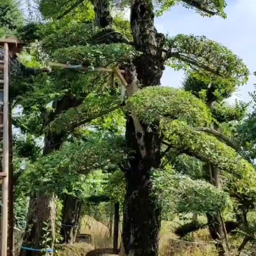 造型小叶女贞
