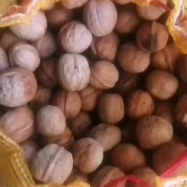核桃