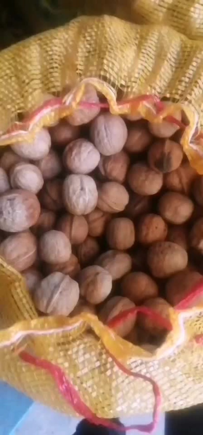 核桃