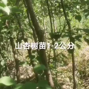 山杏树苗
