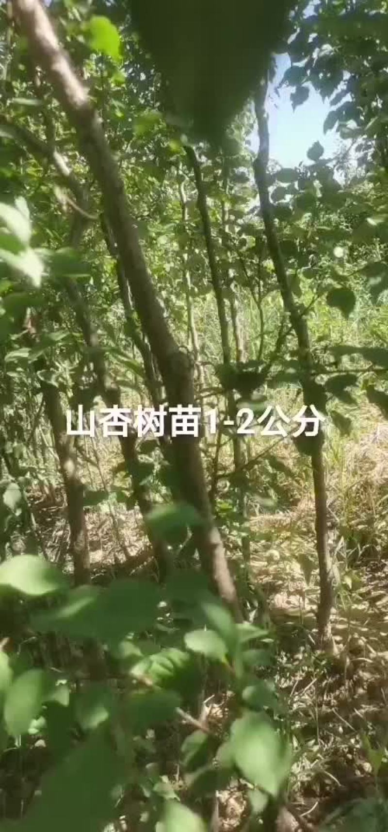 山杏树苗