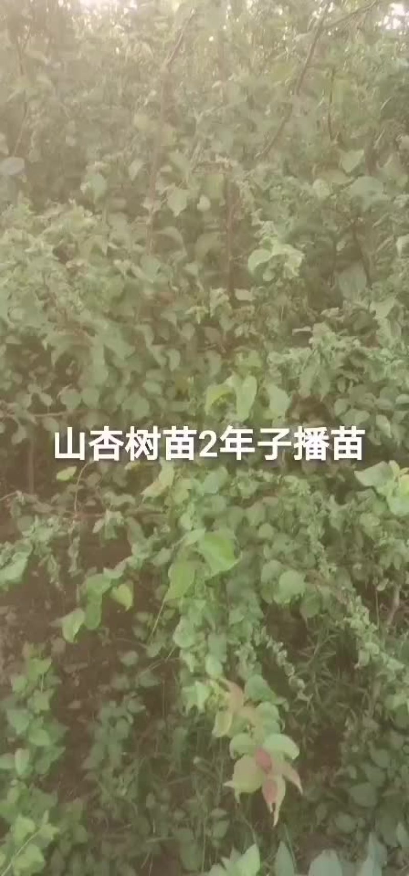 山杏树苗