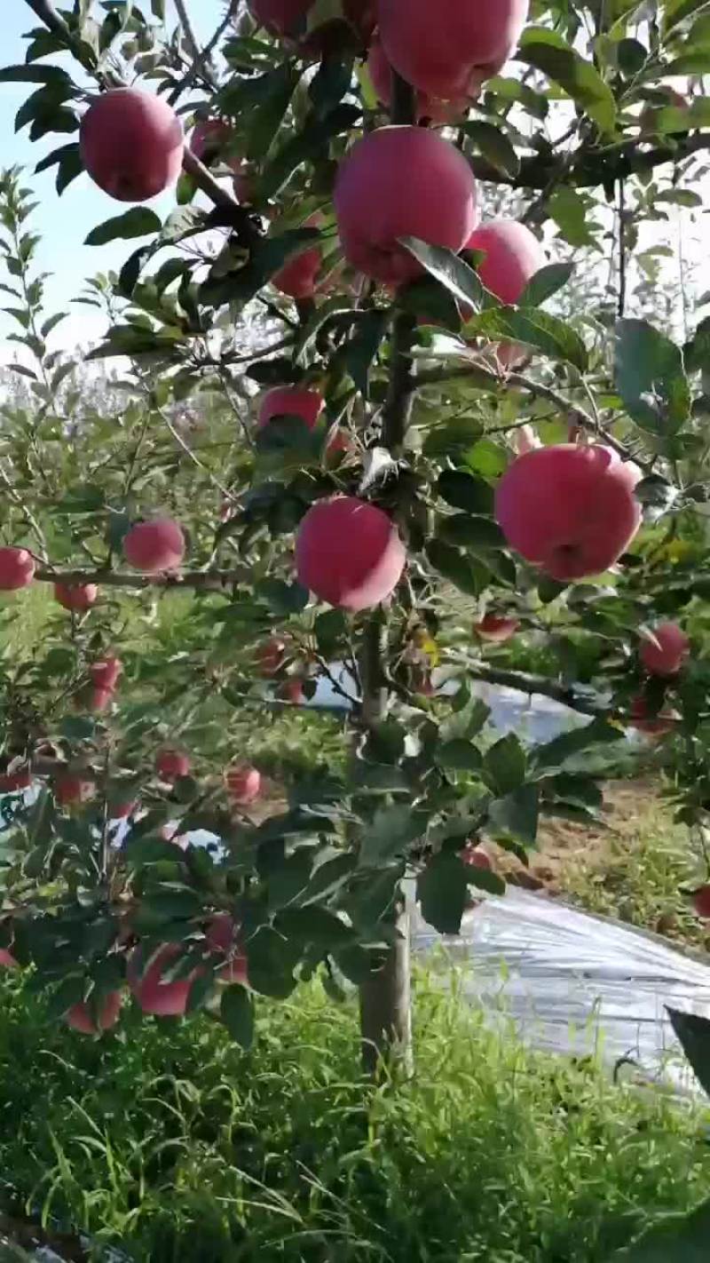 又是一年丰收季，果农心里笑开颜！