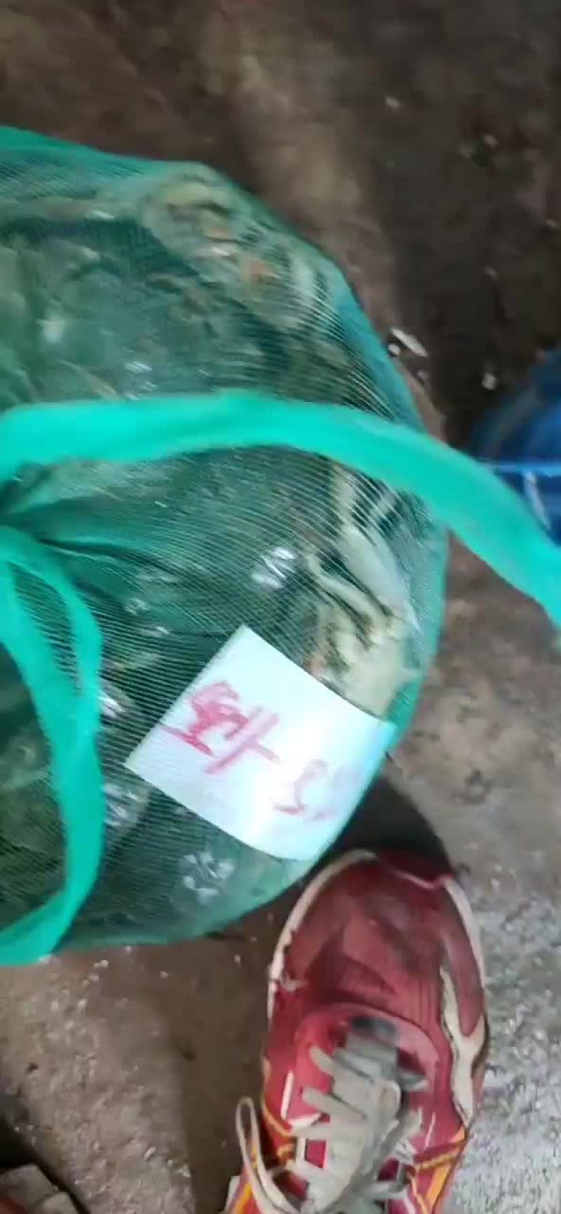 大闸蟹今年已经大量上市要货的来与我联系大量供应