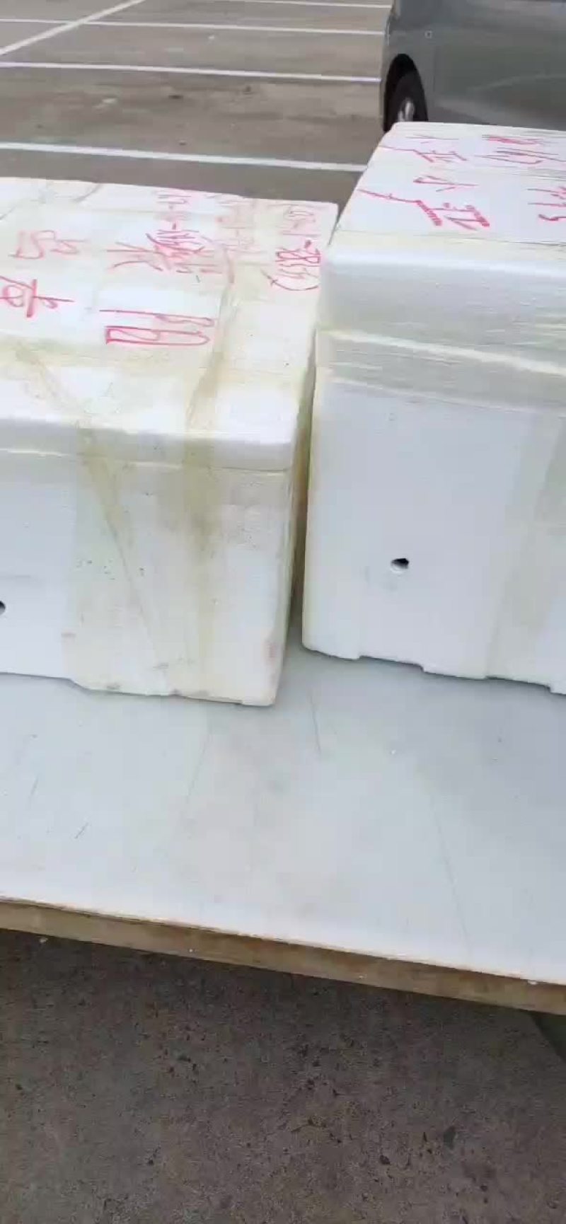 大闸蟹今年已经大量上市要货的来与我联系大量供应