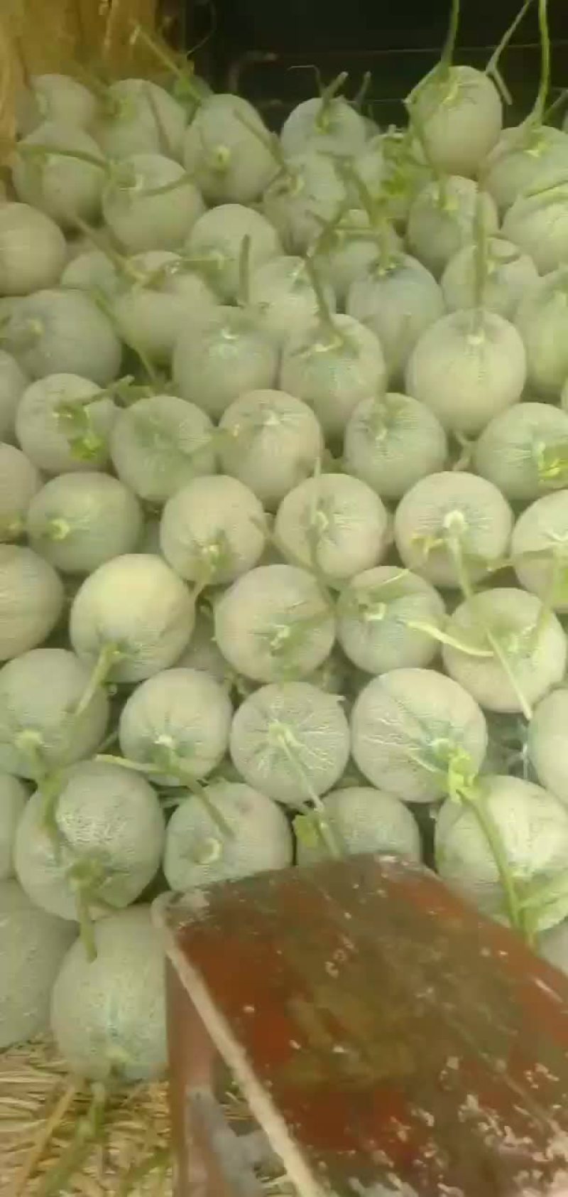 河南商丘夏邑_哈密瓜