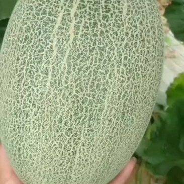 河南商丘夏邑_哈密瓜