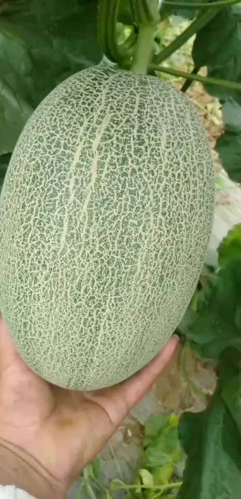 河南商丘夏邑_哈密瓜