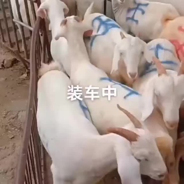 头胎怀孕白山羊大量出栏中有想养殖的朋友抓紧联系