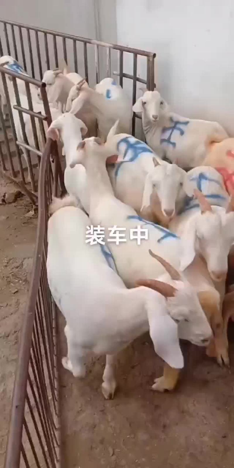 头胎怀孕白山羊大量出栏中有想养殖的朋友抓紧联系