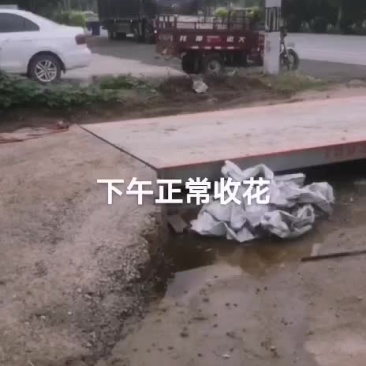 精品韭菜，韭花