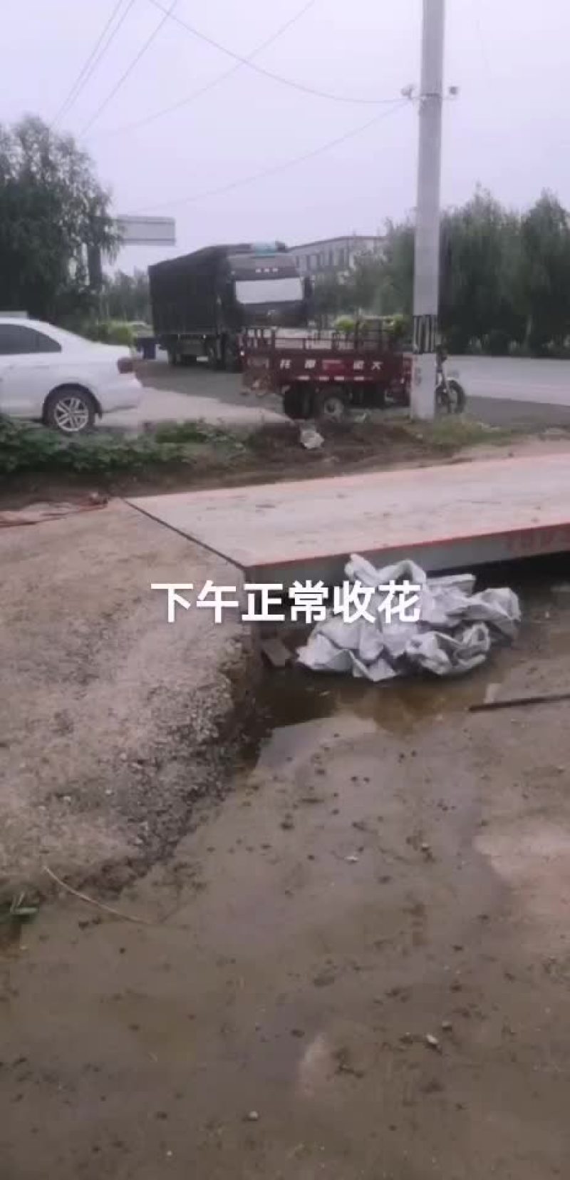 精品韭菜，韭花