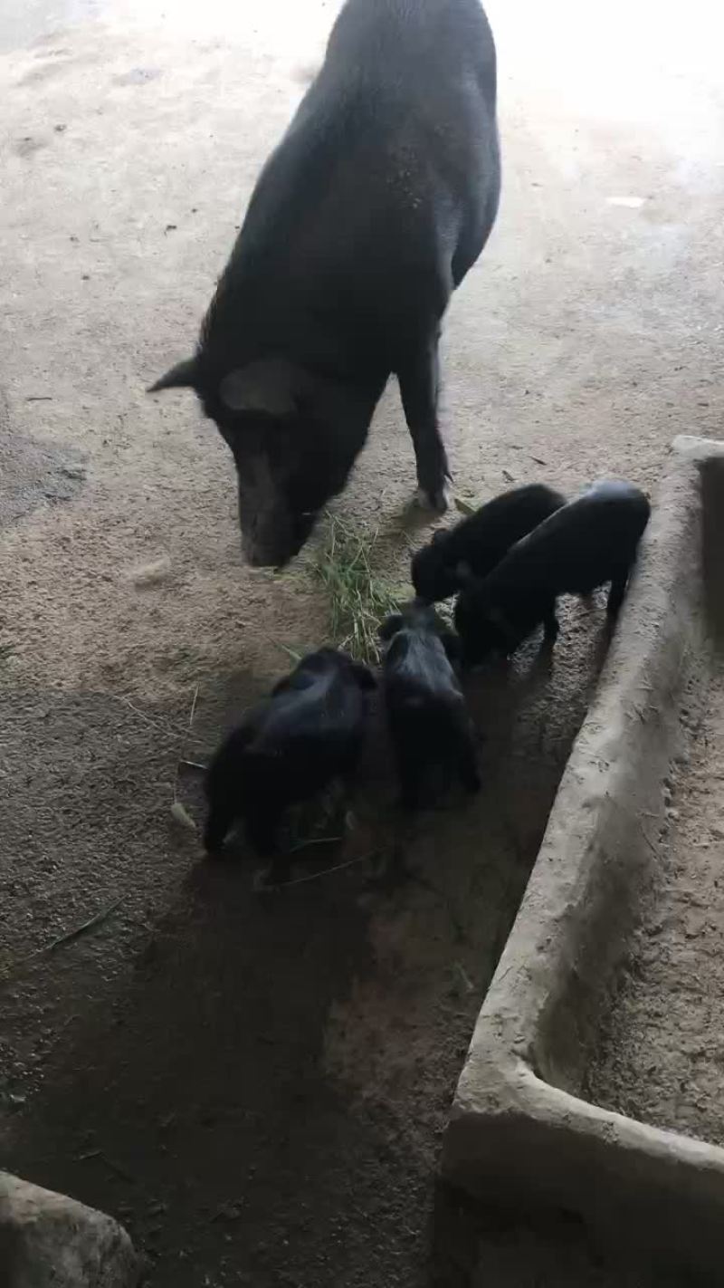 藏香猪，怀孕母猪，后备母猪，猪仔，廋肉型，青菜。青草