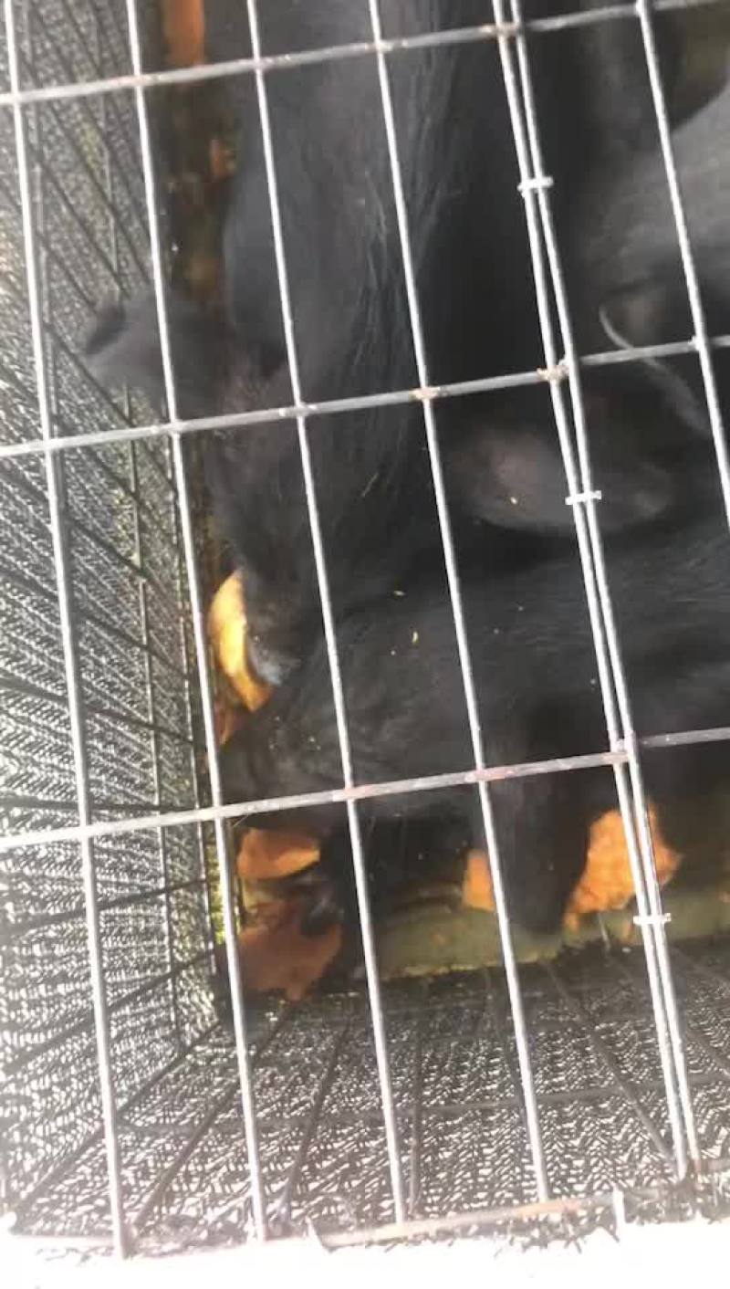 藏香猪，怀孕母猪，后备母猪，猪仔，廋肉型，青菜。青草