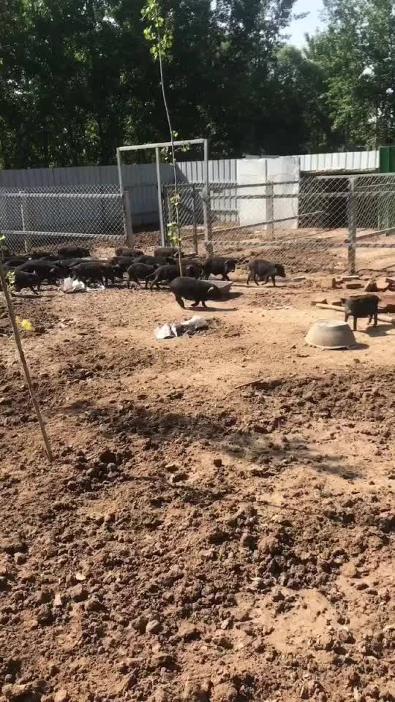 藏香猪，怀孕母猪，后备母猪，猪仔，廋肉型，青菜。青草