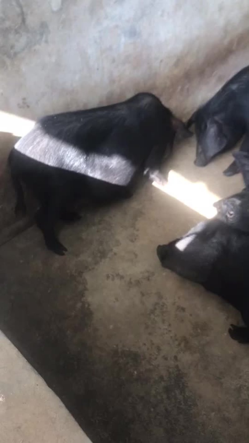 藏香猪，怀孕母猪，后备母猪，猪仔，廋肉型，青菜。青草