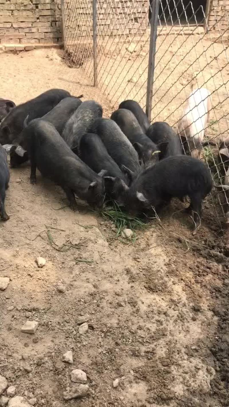 藏香猪，怀孕母猪，后备母猪，猪仔，廋肉型，青菜。青草