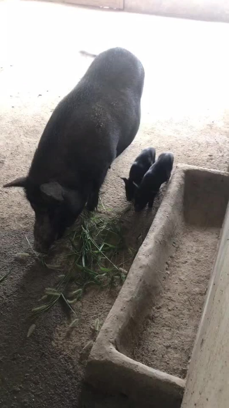 藏香猪，怀孕母猪，后备母猪，猪仔，廋肉型，青菜。青草