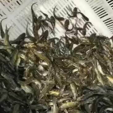 黄骨鱼苗