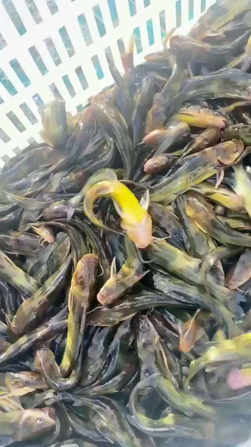 黄骨鱼苗