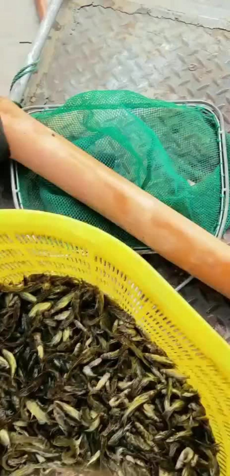黄骨鱼苗