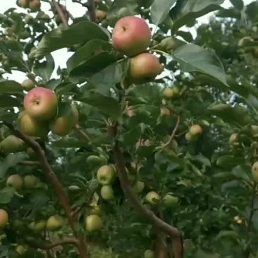 龙丰果
