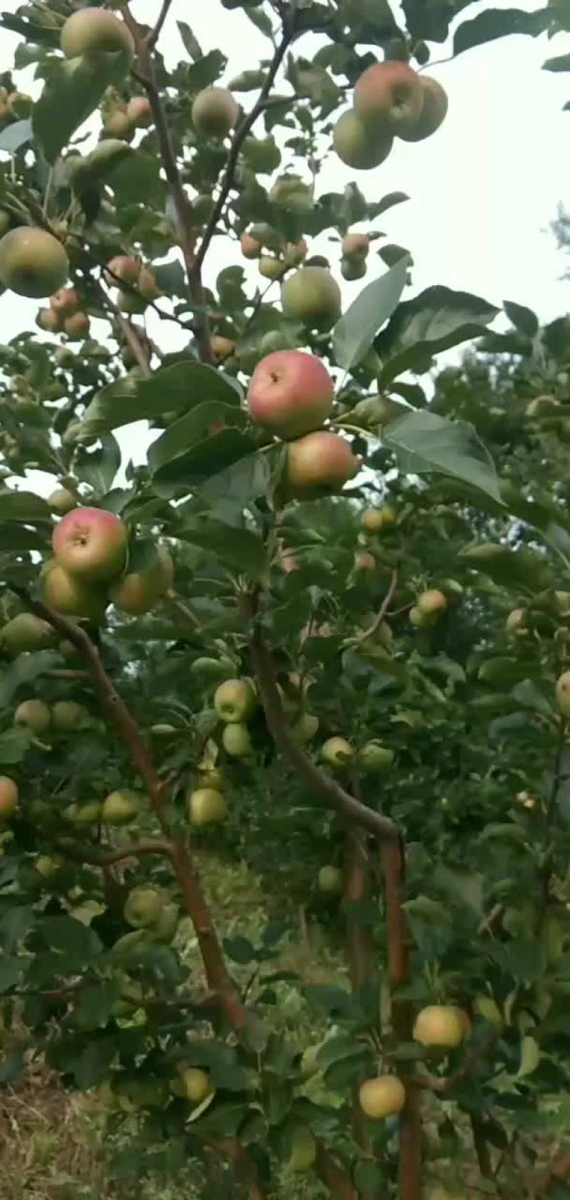 龙丰果