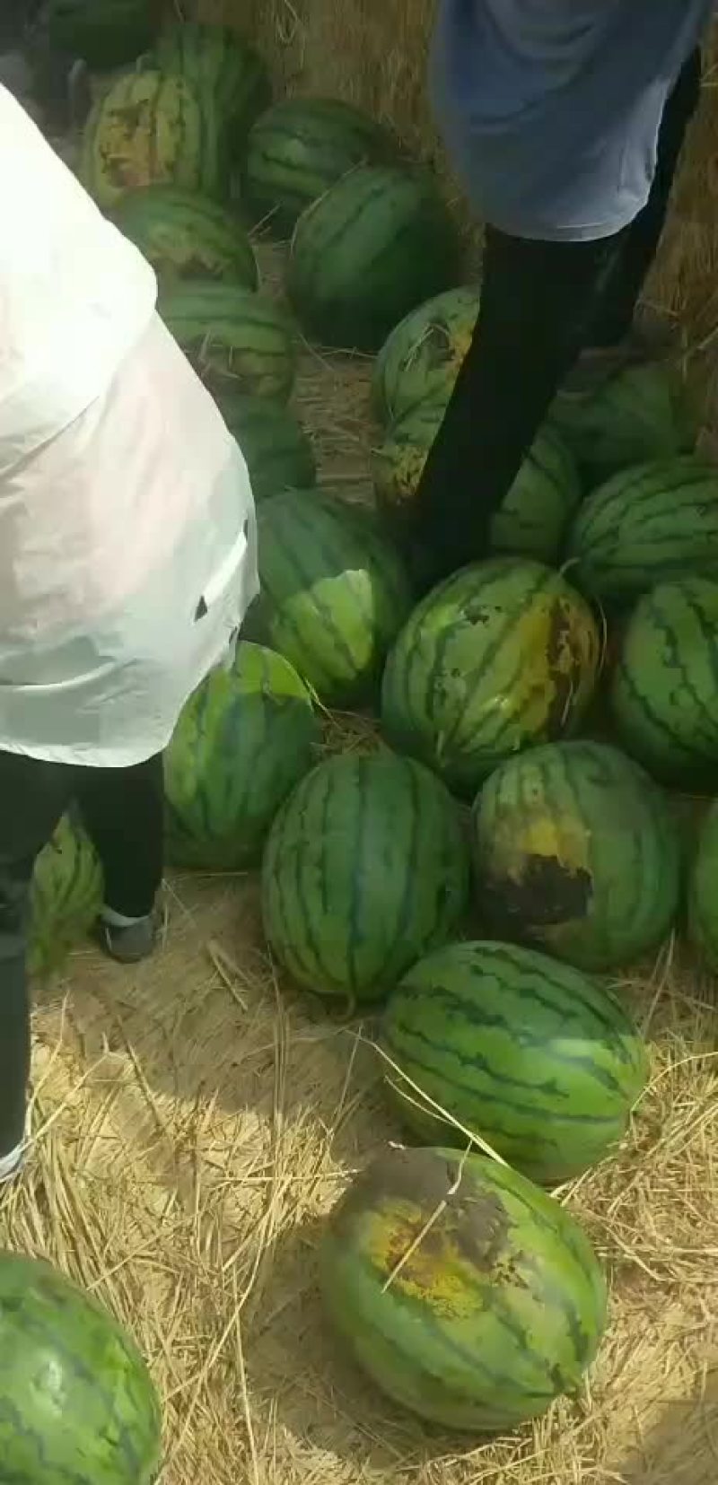 西瓜