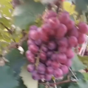 葡萄