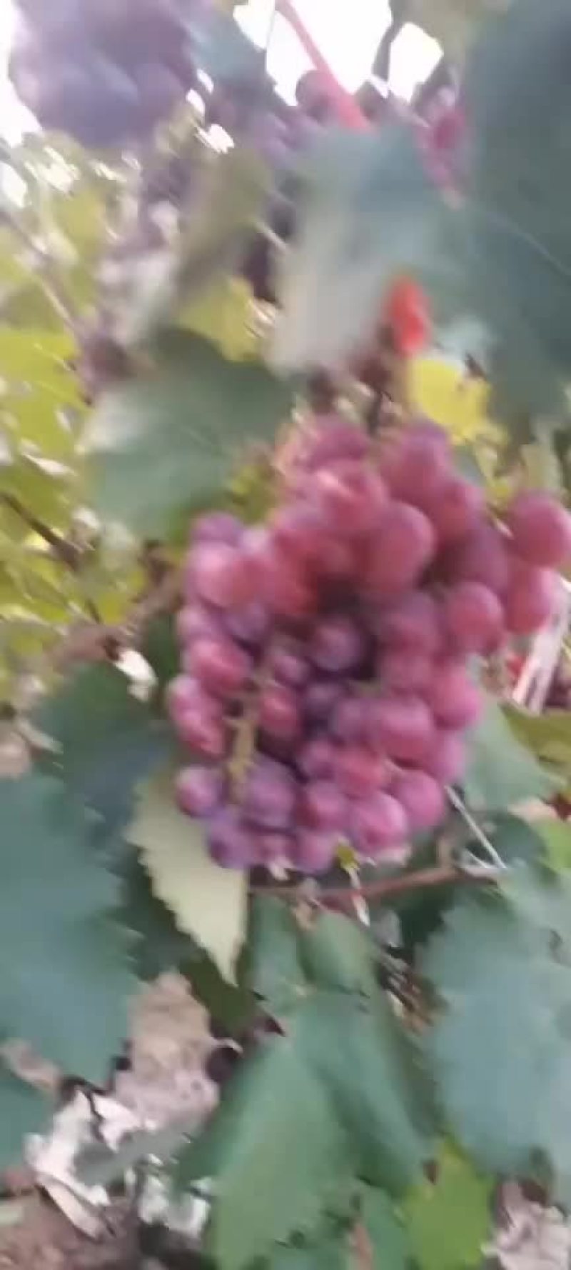 葡萄
