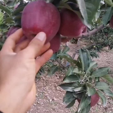 花牛苹果