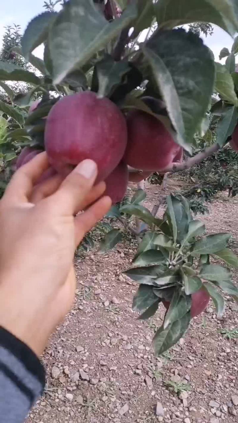 花牛苹果